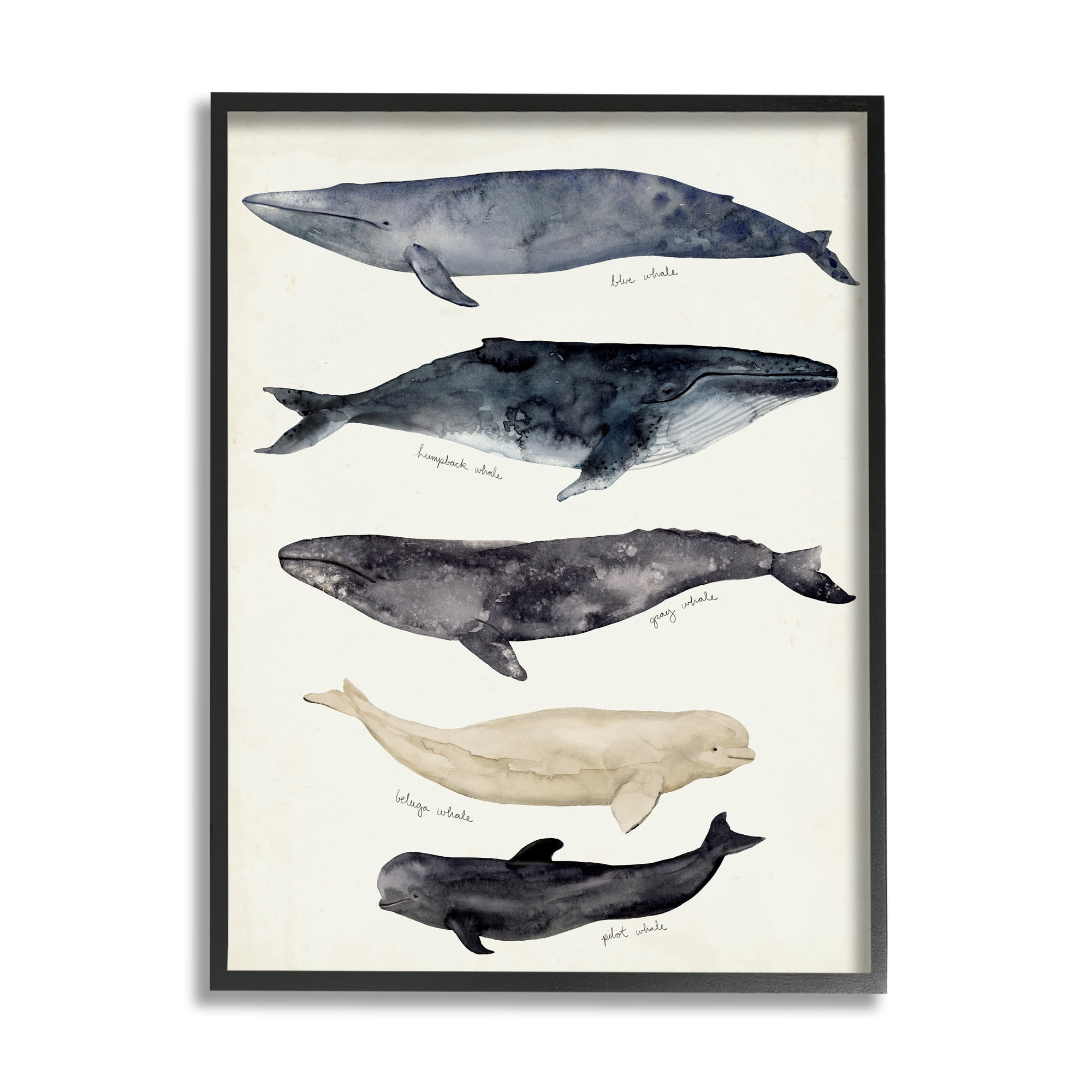 Stupell Industries Antique Whale Chart Large Vintage Nautical Animals Nature Painting Black Framed Art Print Wall Art, 16 x 20