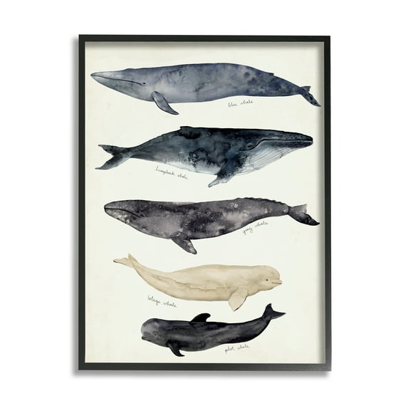 Stupell Industries Antique Whale Chart Large Vintage Nautical Animals Nature Painting Black Framed Art Print Wall Art, 16 x 20