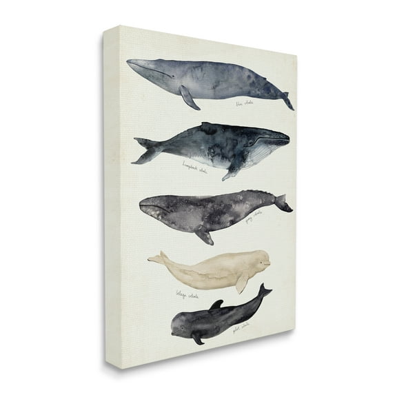 Stupell Industries Antique Whale Chart Large Vintage Nautical Animals Nature Painting Gallery Wrapped Canvas Print Wall Art, 24 x 30