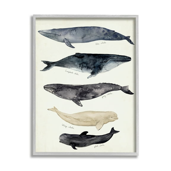 Stupell Industries Antique Whale Chart Large Vintage Nautical Animals Nature Painting Gray Framed Art Print Wall Art, 11 x 14