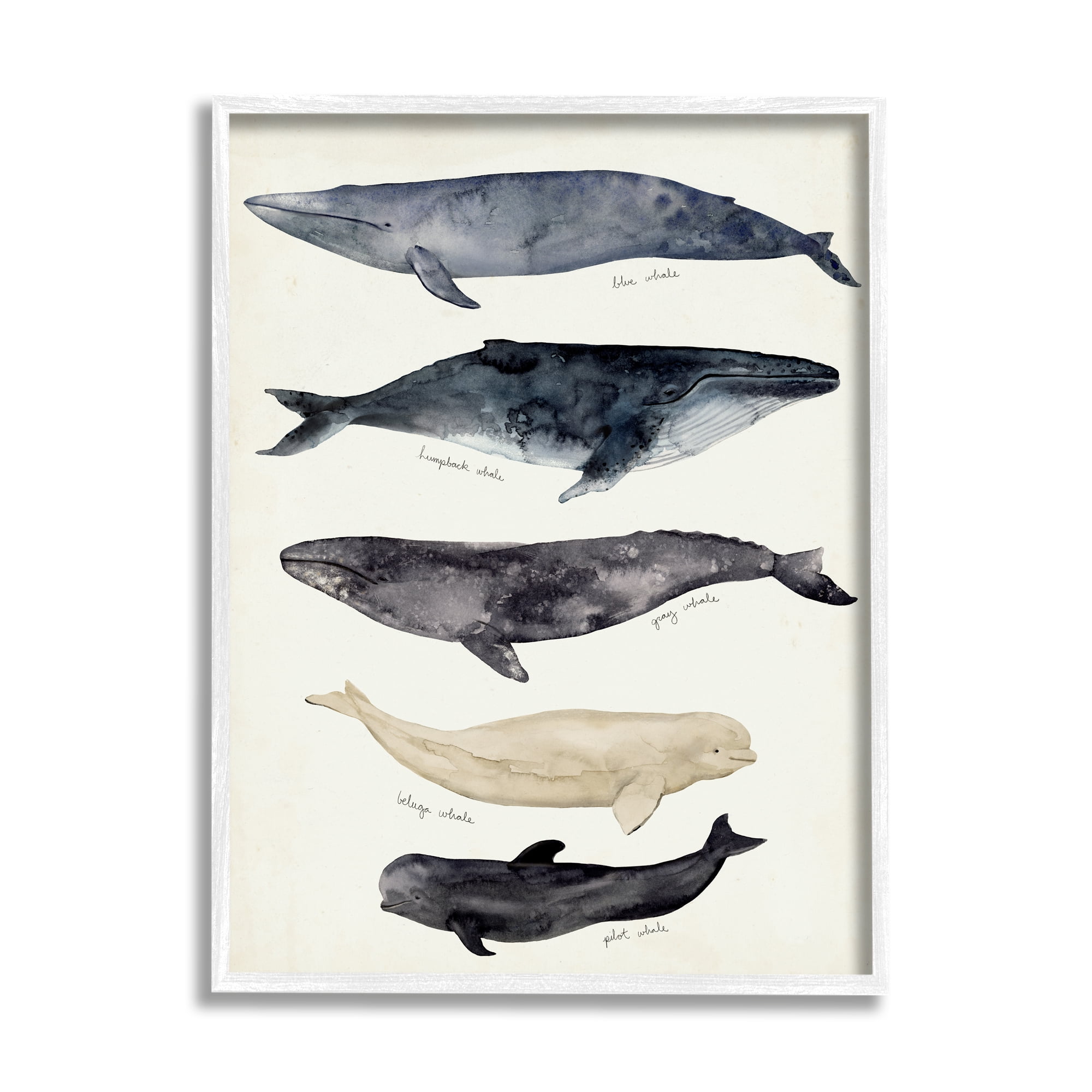 Stupell Industries Antique Whale Chart Large Vintage Nautical Animals Nature Painting White Framed Art Print Wall Art, 11 x 14