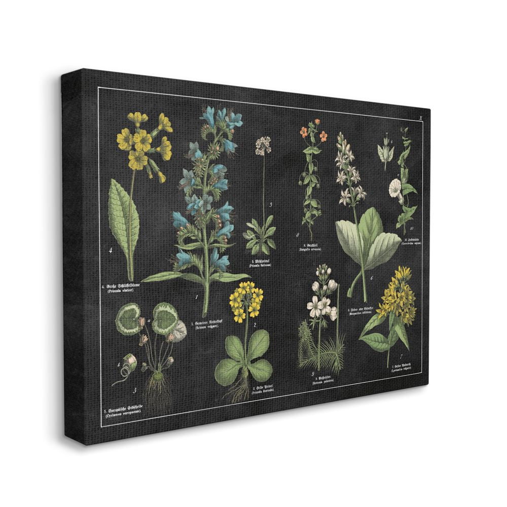 Stupell Industries Antique Wild Flower Chart Scientific Botanical Print Canvas Wall Art Design by Wild Apple Portfolio, 36" x 48"