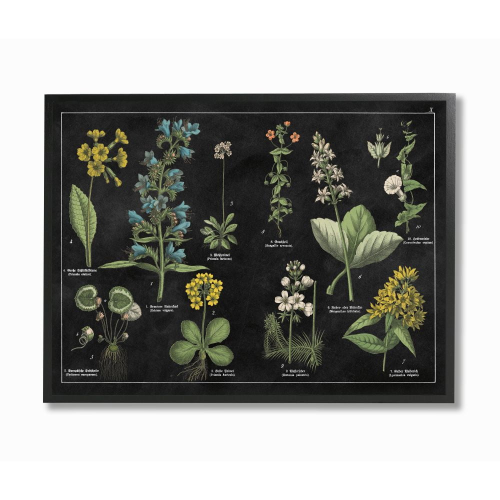 Stupell Industries Antique Wild Flower Chart Scientific Botanical Print Framed Wall Art Design by Wild Apple Portfolio, 16" x 20", Black Framed