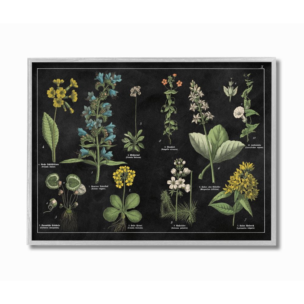 Stupell Industries Antique Wild Flower Chart Scientific Botanical Print Framed Wall Art Design by Wild Apple Portfolio, 16" x 20", Gray Framed