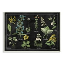 Stupell Industries Antique Wild Flower Chart Scientific Botanical Print Graphic Art Unframed Art Print Wall Art, 13x19, by Wild Apple Portfolio