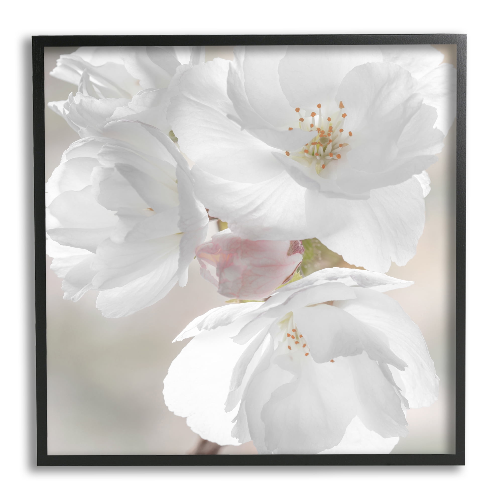 Stupell Industries Apple Blossom Close Up Botanical & Floral Photography Black Framed Art Print Wall Art, 12 x 12