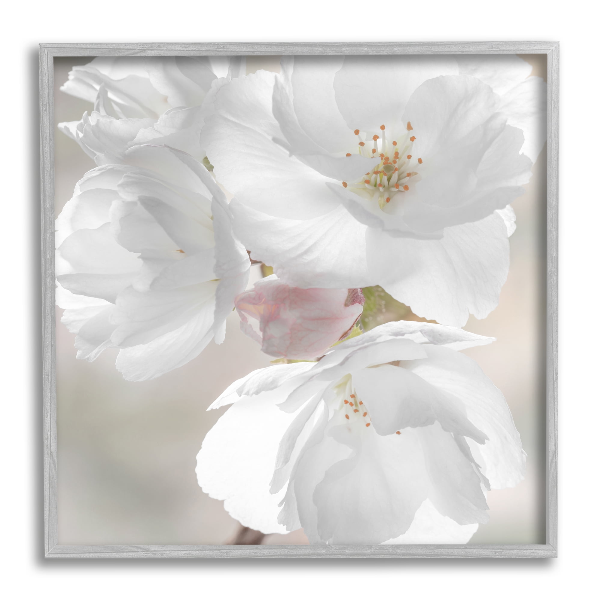 Stupell Industries Apple Blossom Close Up Botanical & Floral Photography Gray Framed Art Print Wall Art, 24 x 24