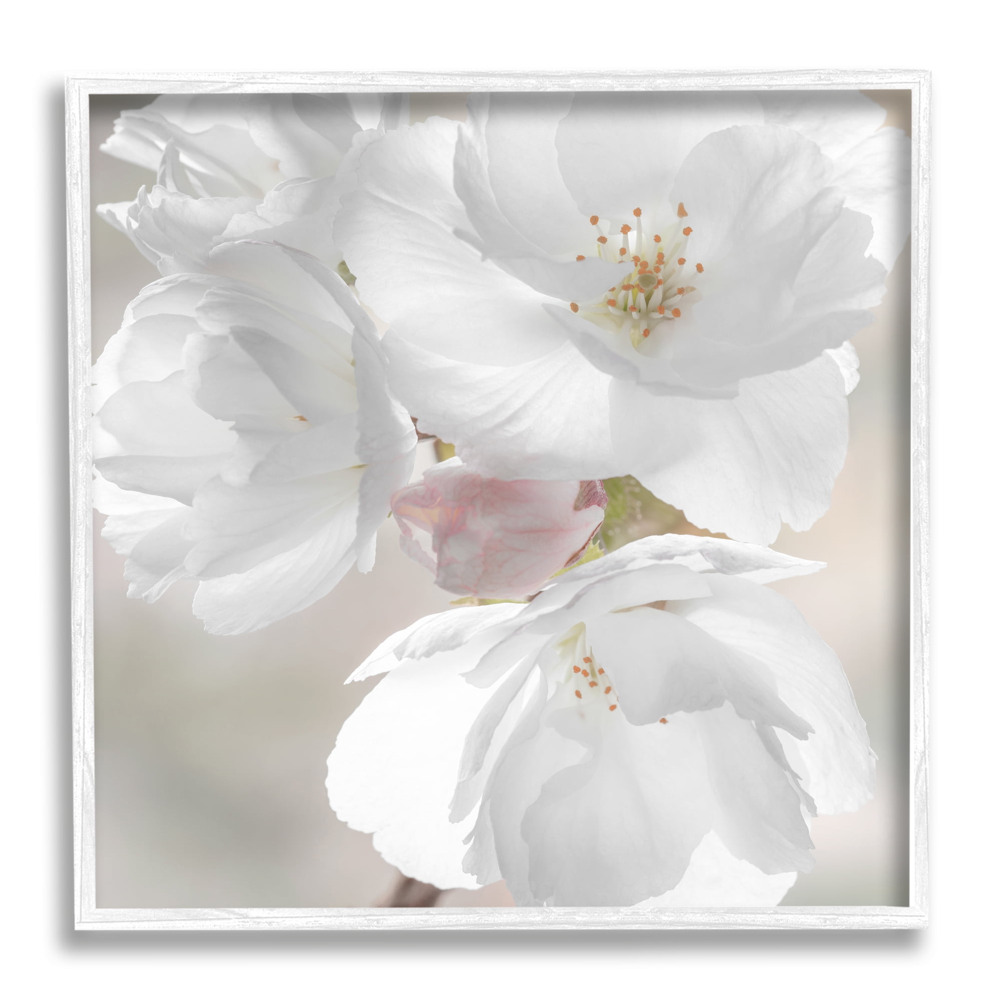 Stupell Industries Apple Blossom Close Up Botanical & Floral Photography White Framed Art Print Wall Art, 17 x 17