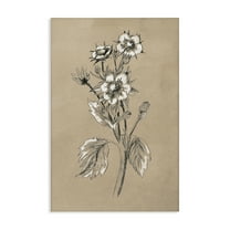 Stupell Industries Apple Blossom Drawing Botanical & Floral Drawing Gallery Wrapped Canvas Art Print Wall Art, 16 x 24