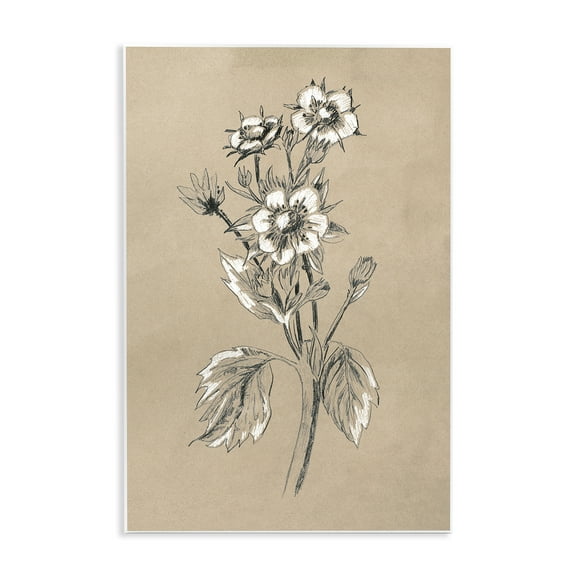 Stupell Industries Apple Blossom Drawing Botanical & Floral Drawing Unframed Art Print Wall Art, 10 x 15