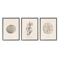 thumbnail image 1 of Stupell Industries Aquatic Plant Life Latin Study Coral Sea Urchin Graphic Art Black Framed Art Print Wall Art, Set of 3, Design by Grace Popp, 1 of 7