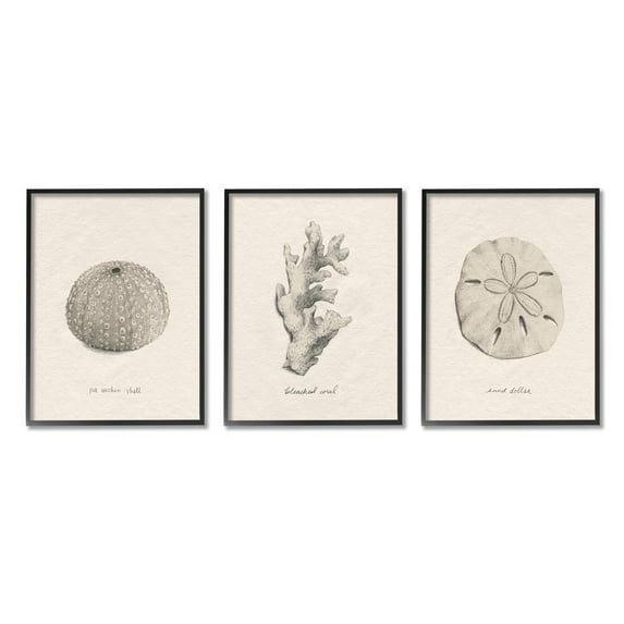 Stupell Industries Aquatic Plant Life Latin Study Coral Sea Urchin Graphic Art Black Framed Art Print Wall Art, Set of 3, Design by Grace Popp