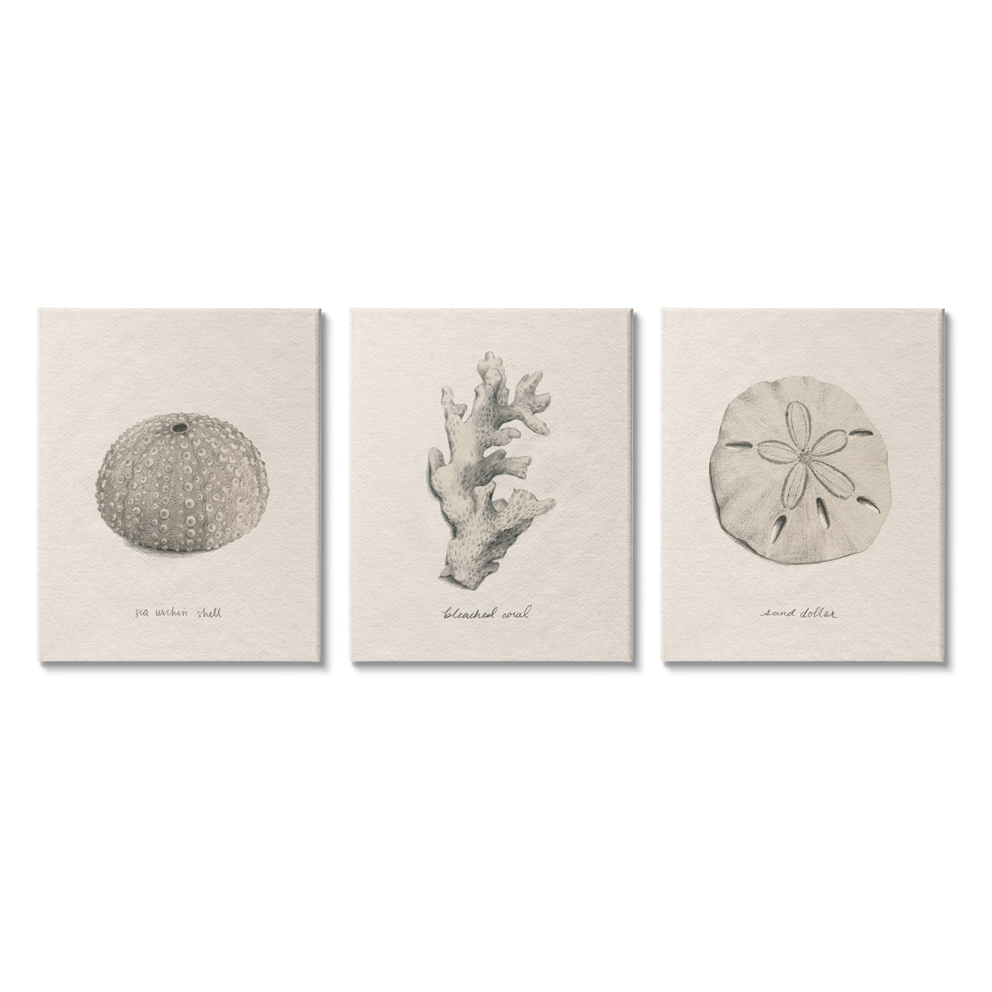 Stupell Industries Aquatic Plant Life Latin Study Coral Sea Urchin Graphic Art Gallery Wrapped Canvas Print Wall Art, Set of 3, Design by Grace Popp