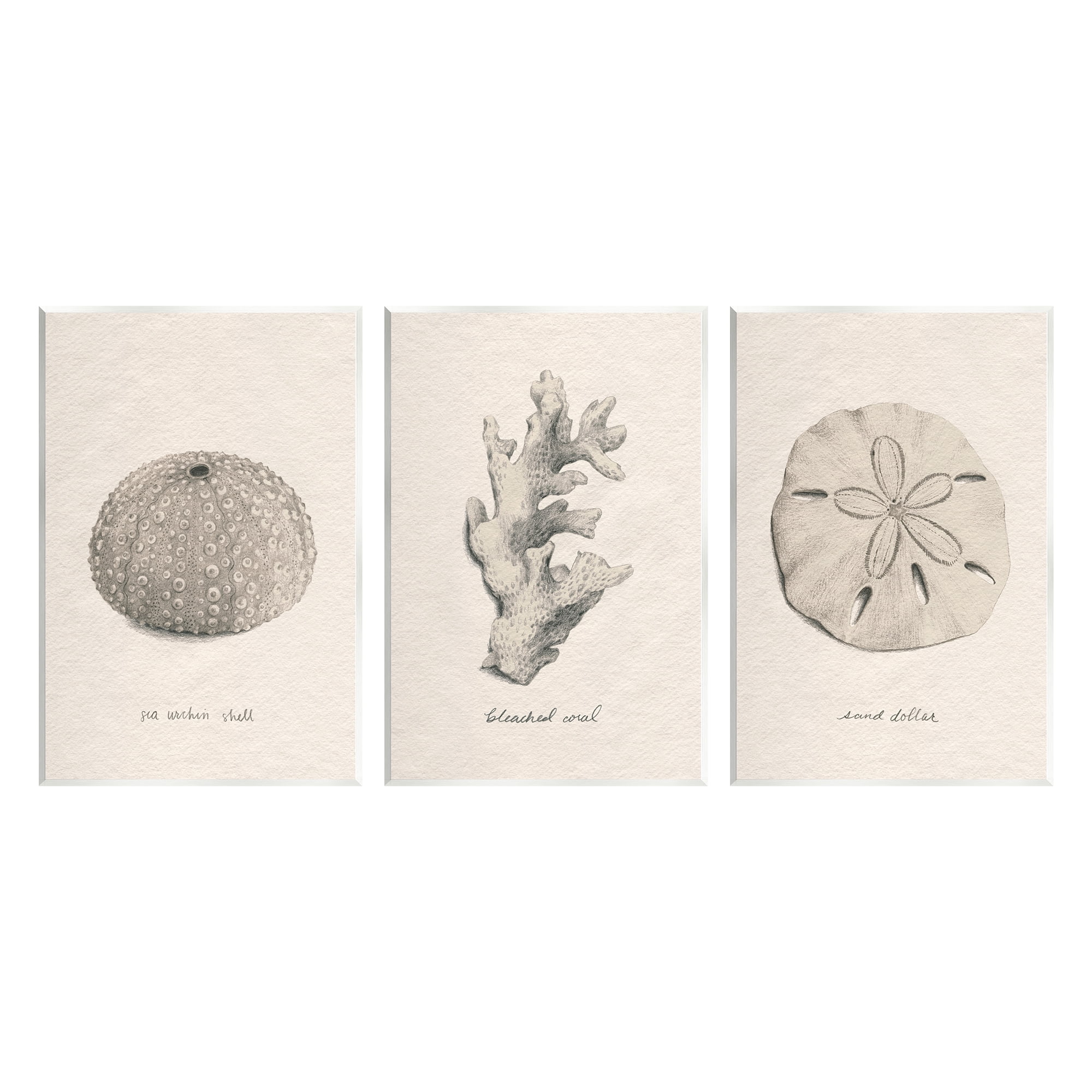 Stupell Industries Aquatic Plant Life Latin Study Coral Sea Urchin Graphic Art Unframed Art Print Wall Art, Set of 3, Design by Grace Popp