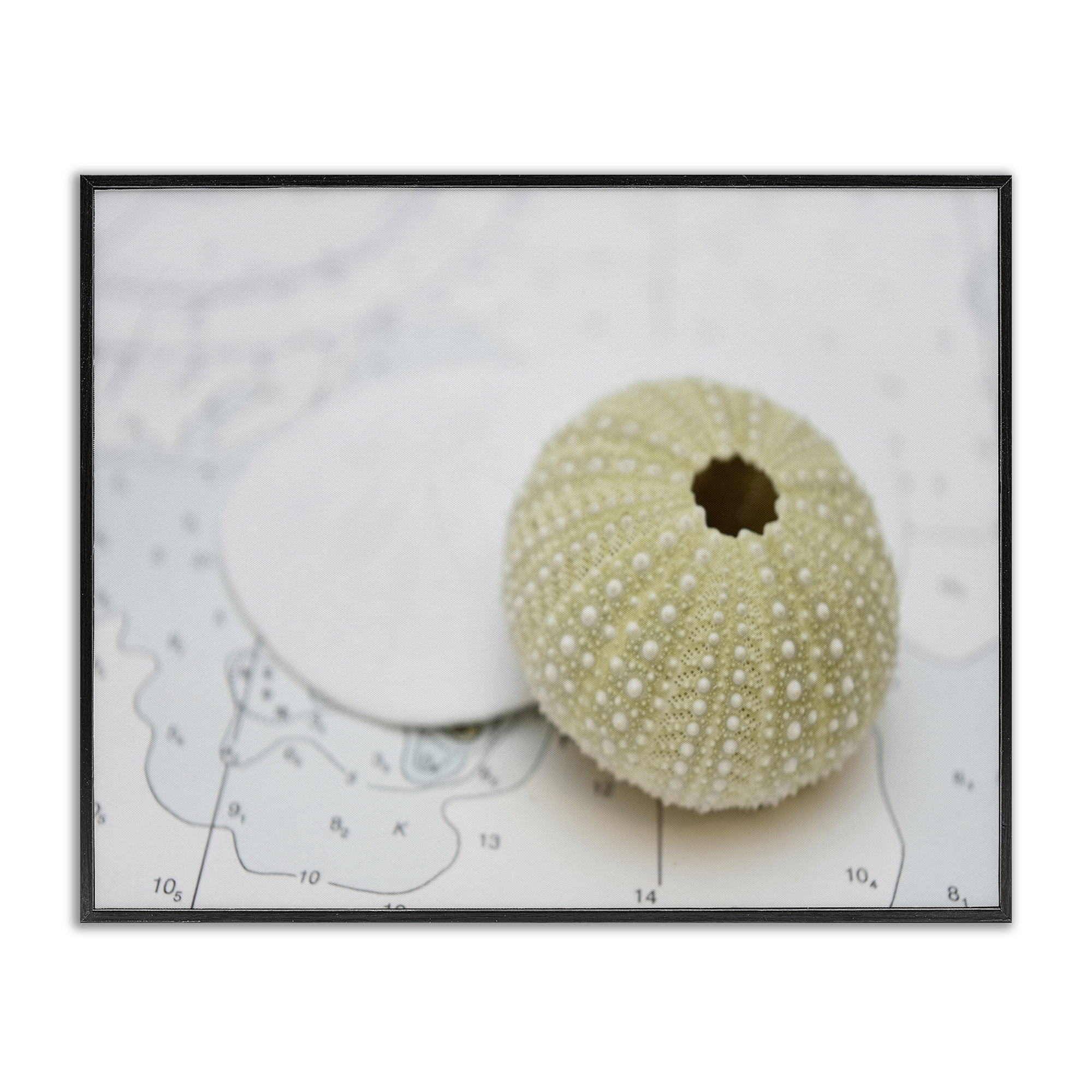 Stupell Industries Aquatic Sea Urchin Nautical & Beach Photography Black Framed Art Print Wall Art, 30 x 24