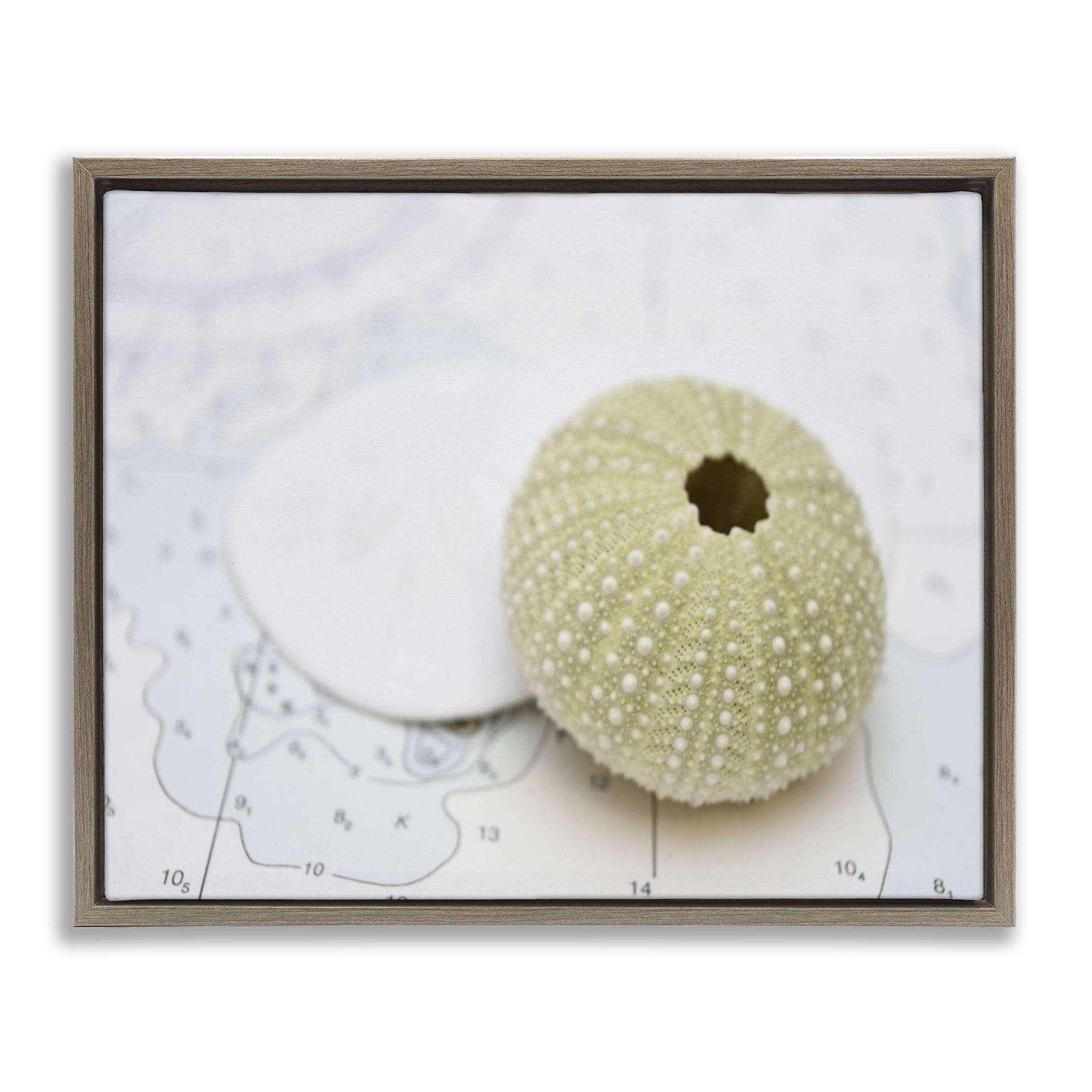 Stupell Industries Aquatic Sea Urchin Nautical & Beach Photography Brown Floater Framed Canvas Art Print Wall Art, 31 x 25