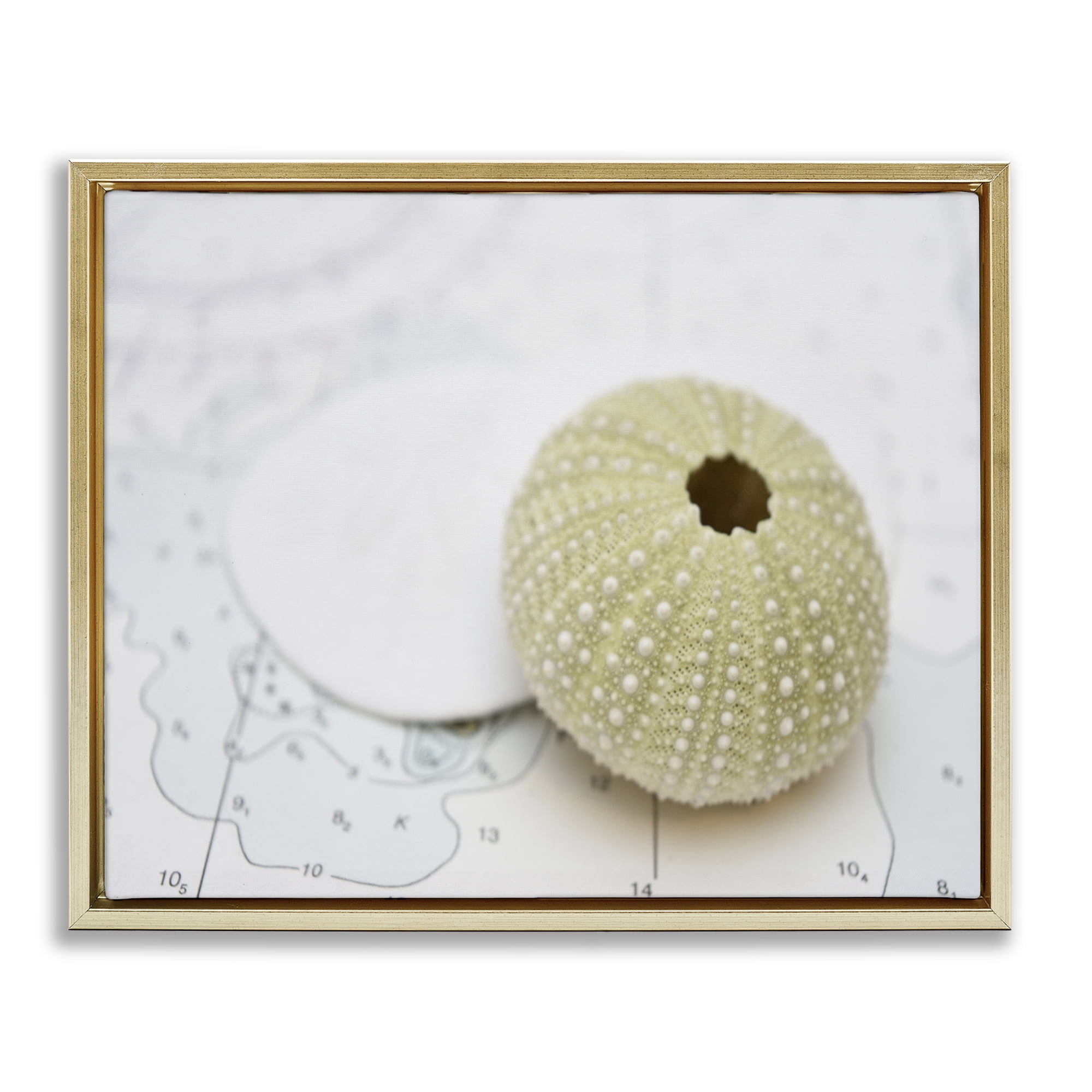 Stupell Industries Aquatic Sea Urchin Nautical & Beach Photography Gold Floater Framed Canvas Art Print Wall Art, 21 x 17
