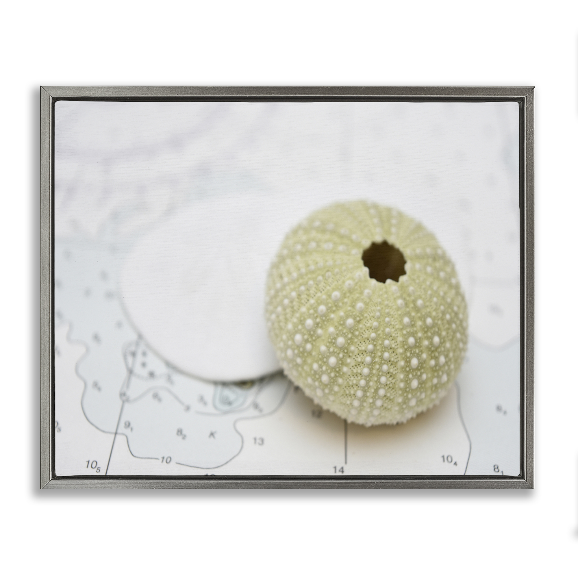 Stupell Industries Aquatic Sea Urchin Nautical & Beach Photography Gray Floater Framed Canvas Art Print Wall Art, 21 x 17