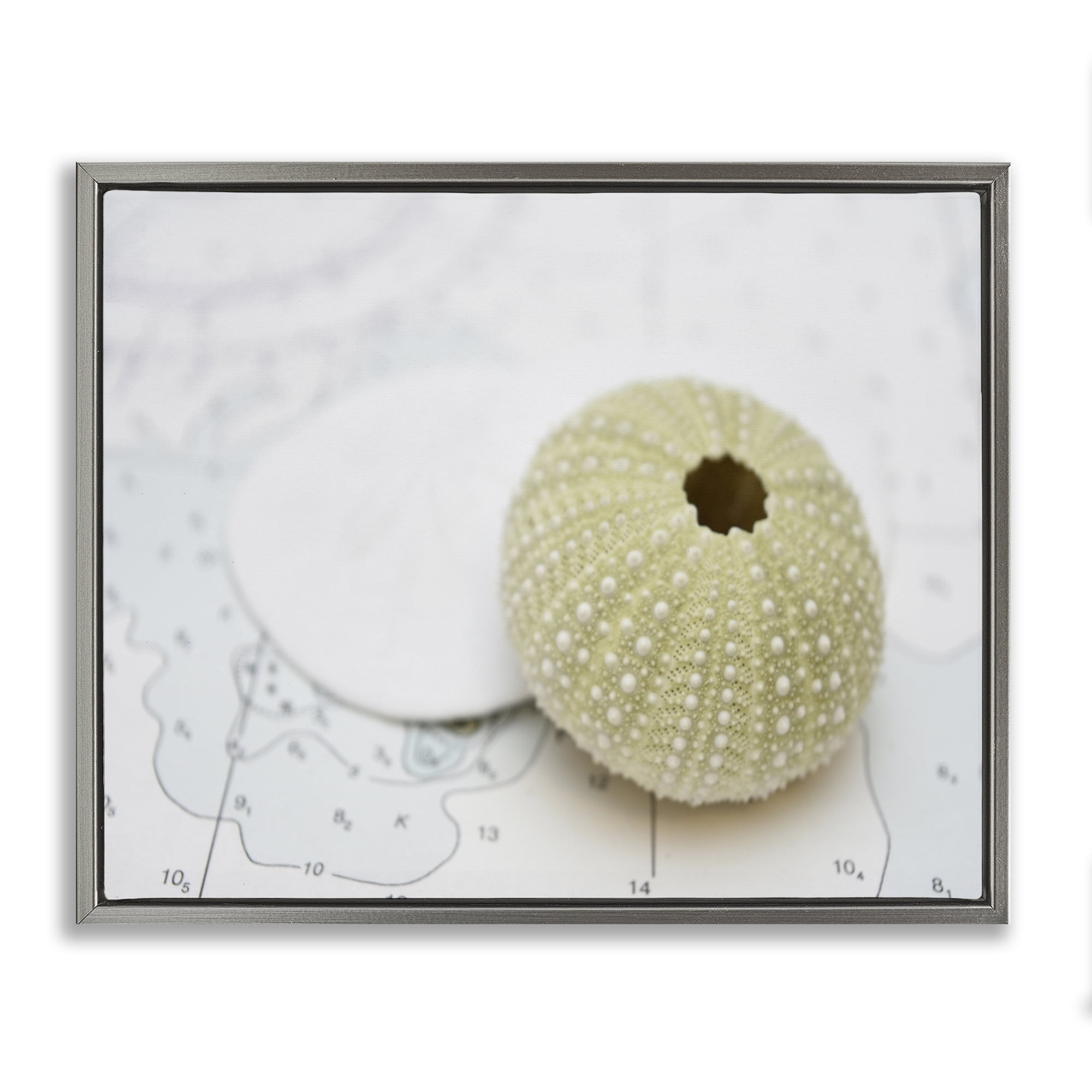 Stupell Industries Aquatic Sea Urchin Nautical & Beach Photography Gray Floater Framed Canvas Art Print Wall Art, 31 x 25