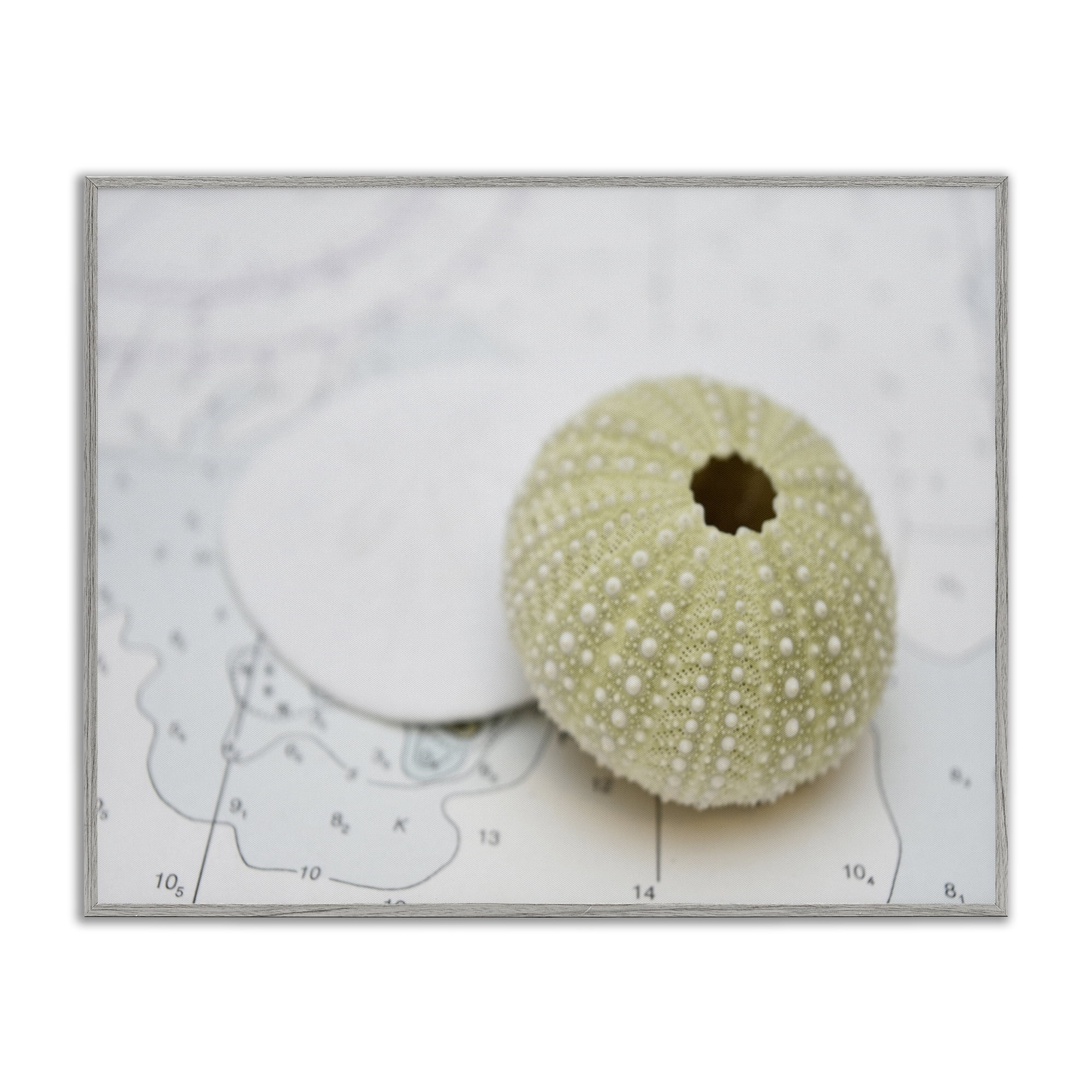 Stupell Industries Aquatic Sea Urchin Nautical & Beach Photography Gray Framed Art Print Wall Art, 30 x 24