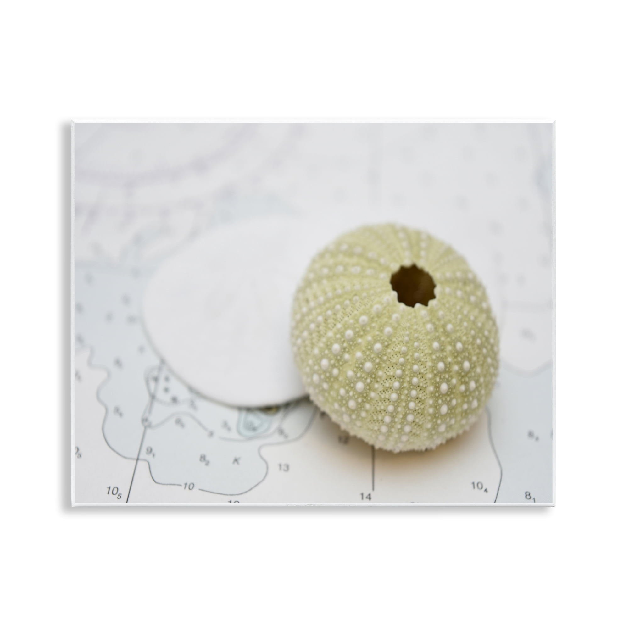 Stupell Industries Aquatic Sea Urchin Nautical & Beach Photography Unframed Art Print Wall Art, 14 x 11