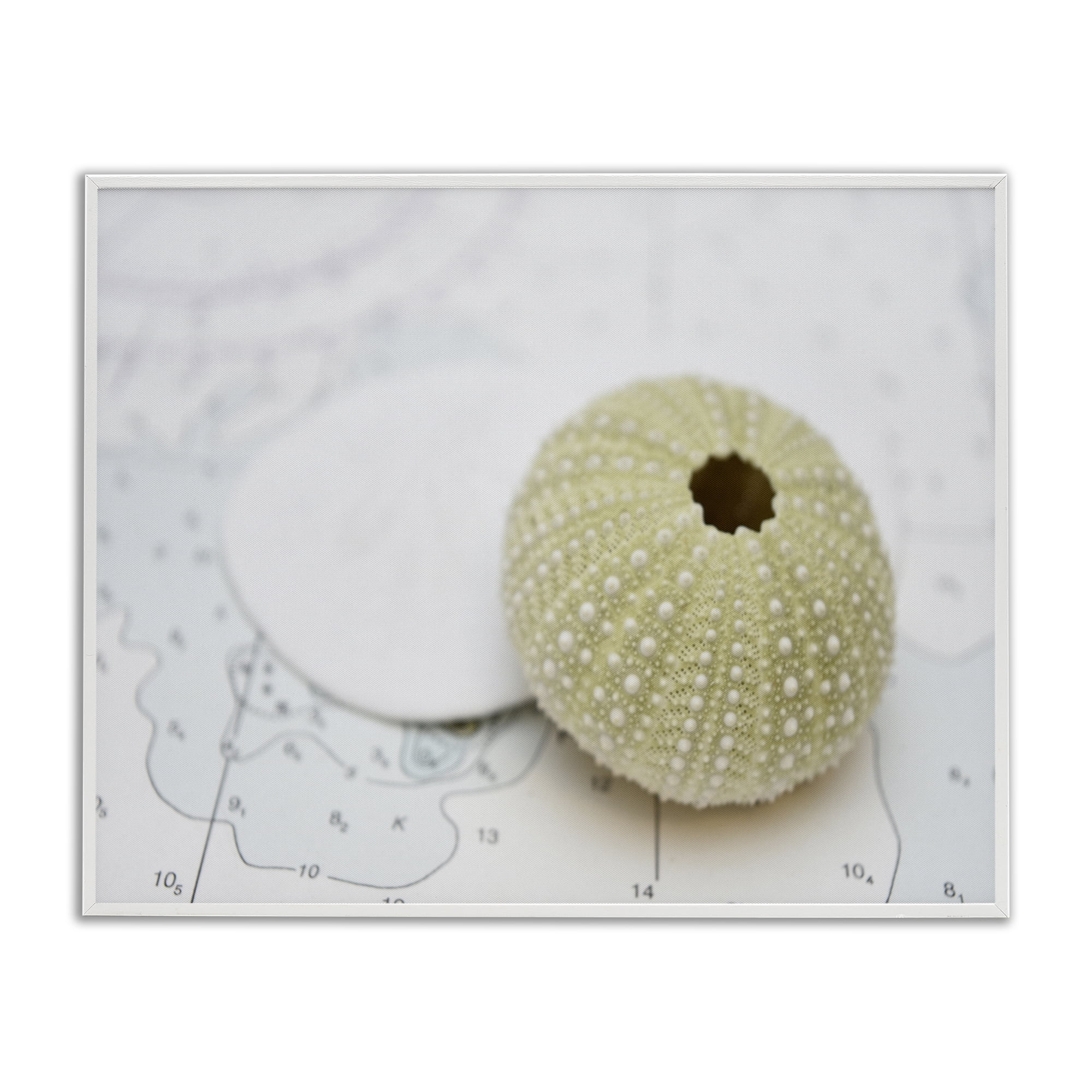 Stupell Industries Aquatic Sea Urchin Nautical & Beach Photography White Framed Art Print Wall Art, 20 x 16