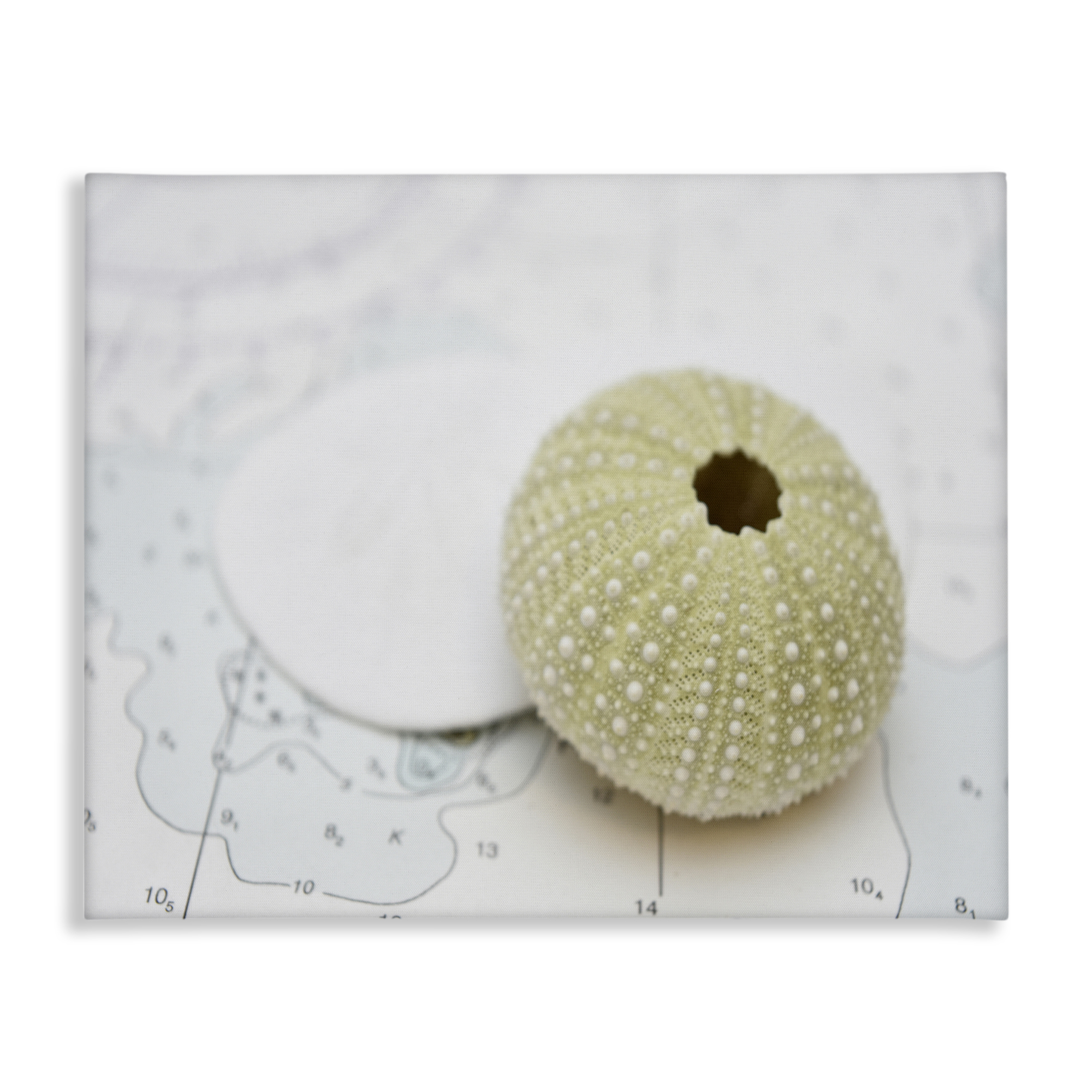 Stupell Industries Aquatic Sea Urchin Nautical & Beach Photography Wrapped Canvas Art Print Wall Art, 30 x 24