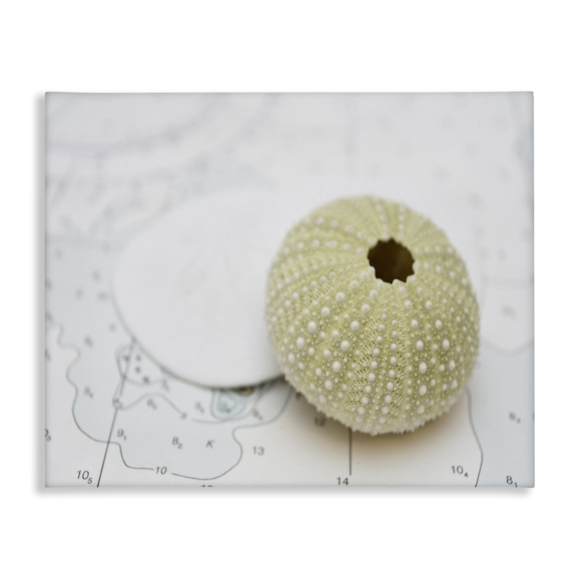Stupell Industries Aquatic Sea Urchin Nautical & Beach Photography Wrapped Canvas Art Print Wall Art, 40 x 30