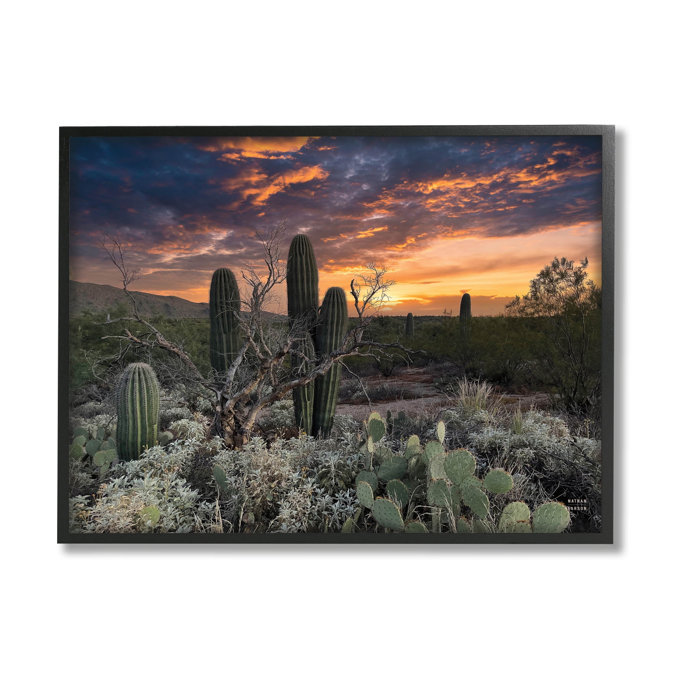 Stupell Industries Arid Desert Cactus Sunset Photograph Black Framed Art Print Wall Art, Design by Nathan Larson