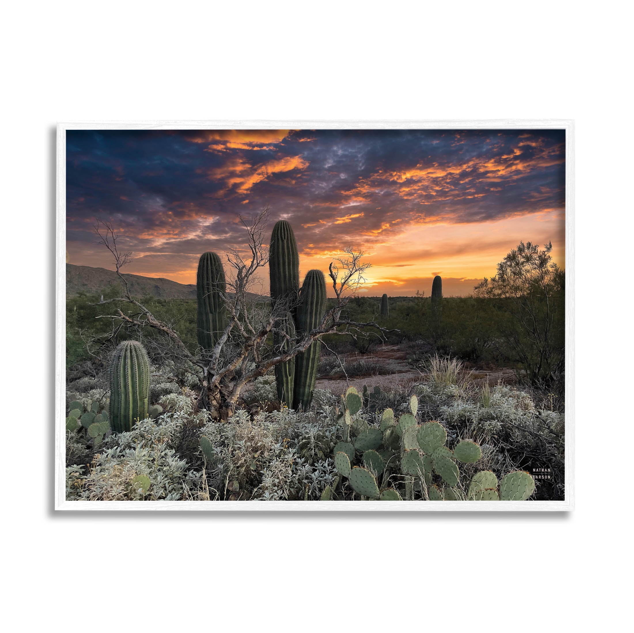 Stupell Industries Arid Desert Cactus Sunset Photograph White Framed Art Print Wall Art, Design by Nathan Larson