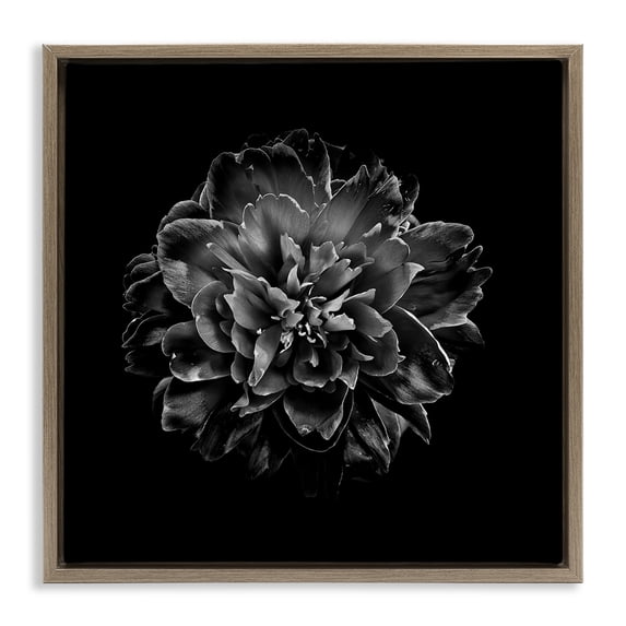 Stupell Industries Art Deco Dark Carnation on Black Brown Floating Frame Canvas Art, 18 x 18, by Brian Carson