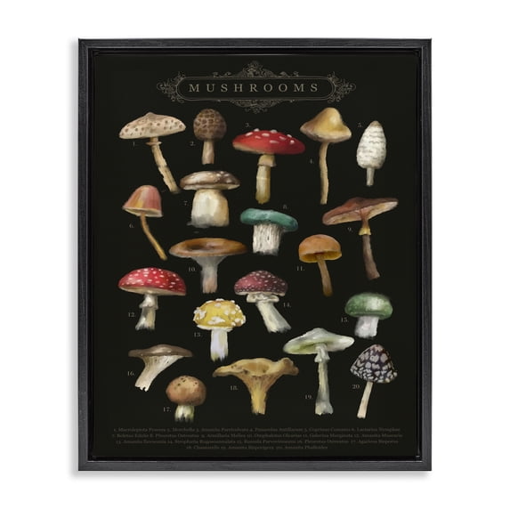 Stupell Industries Art Deco Dark Informative Mushroom Chart Black Floating Frame Canvas Art, 17 x 21, by Amylee Weeks