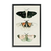 Stupell Industries Assorted Moth Trio Animals Painting Black Floater Framed Canvas Art Print Wall Art, 17 x 25
