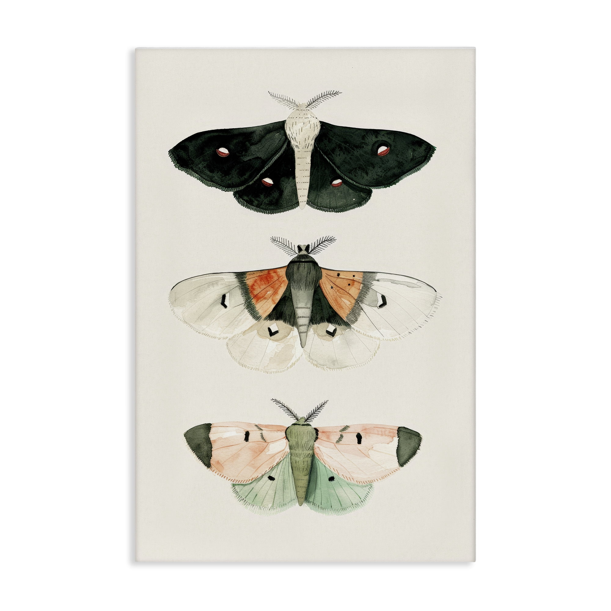 Stupell Industries Assorted Moth Trio Animals Painting Wrapped Canvas Art Print Wall Art, 20 x 30