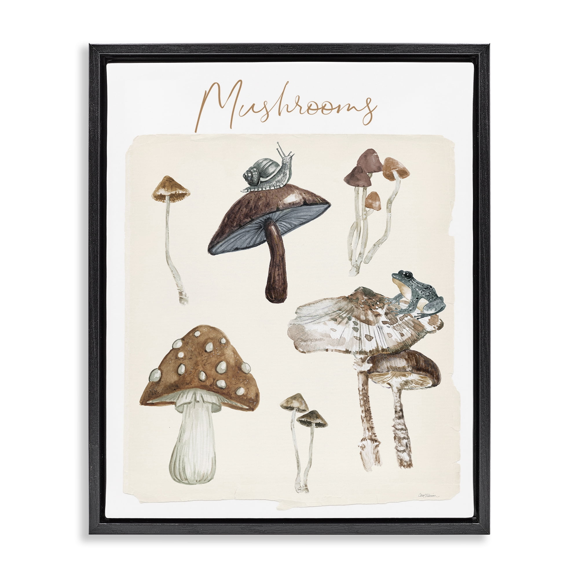 Stupell Industries Assorted Mushrooms Study Botanical & Floral Painting Black Floater Framed Art Print Wall Art, 25 x 31