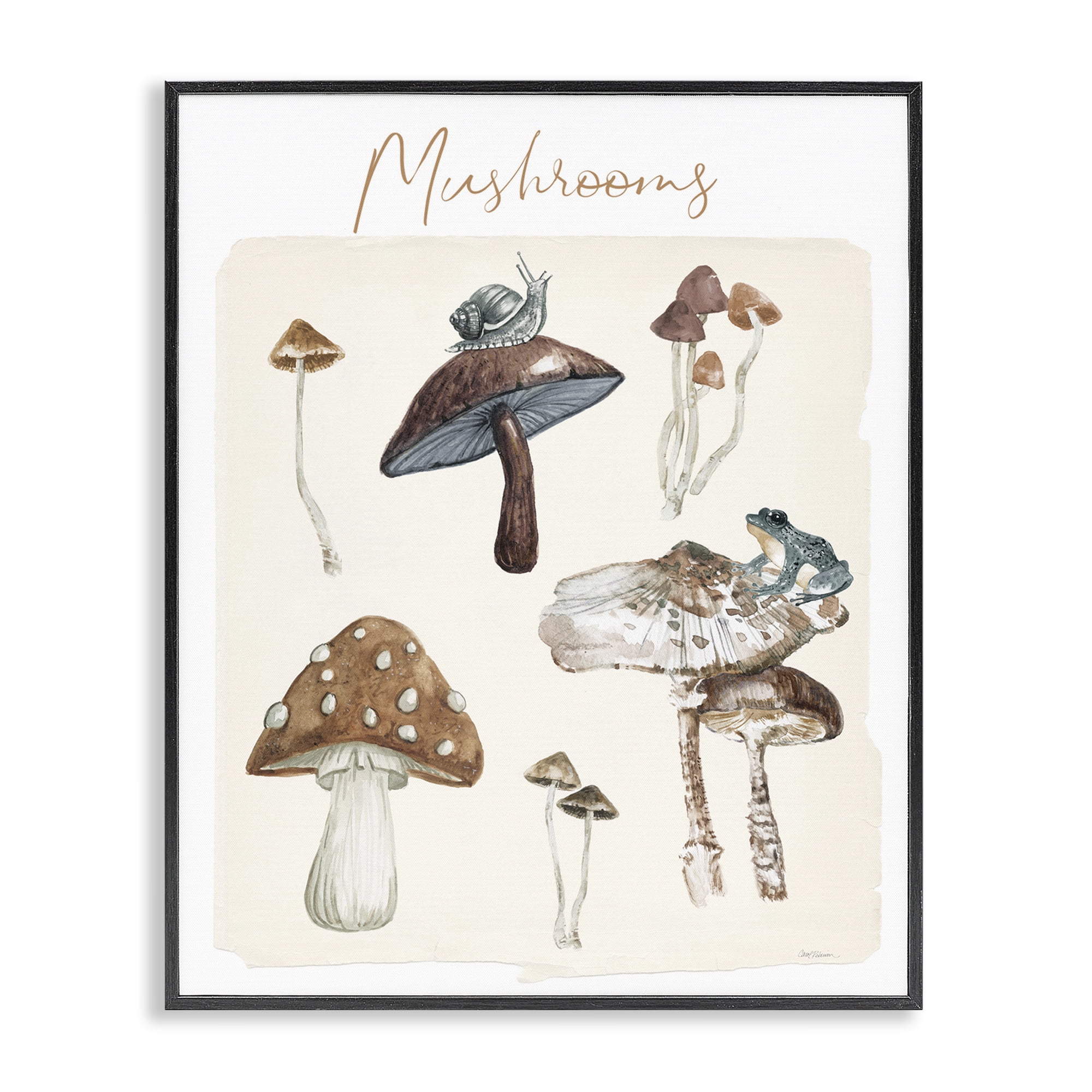 Stupell Industries Assorted Mushrooms Study Botanical & Floral Painting Black Framed Art Print Wall Art, 24 x 30