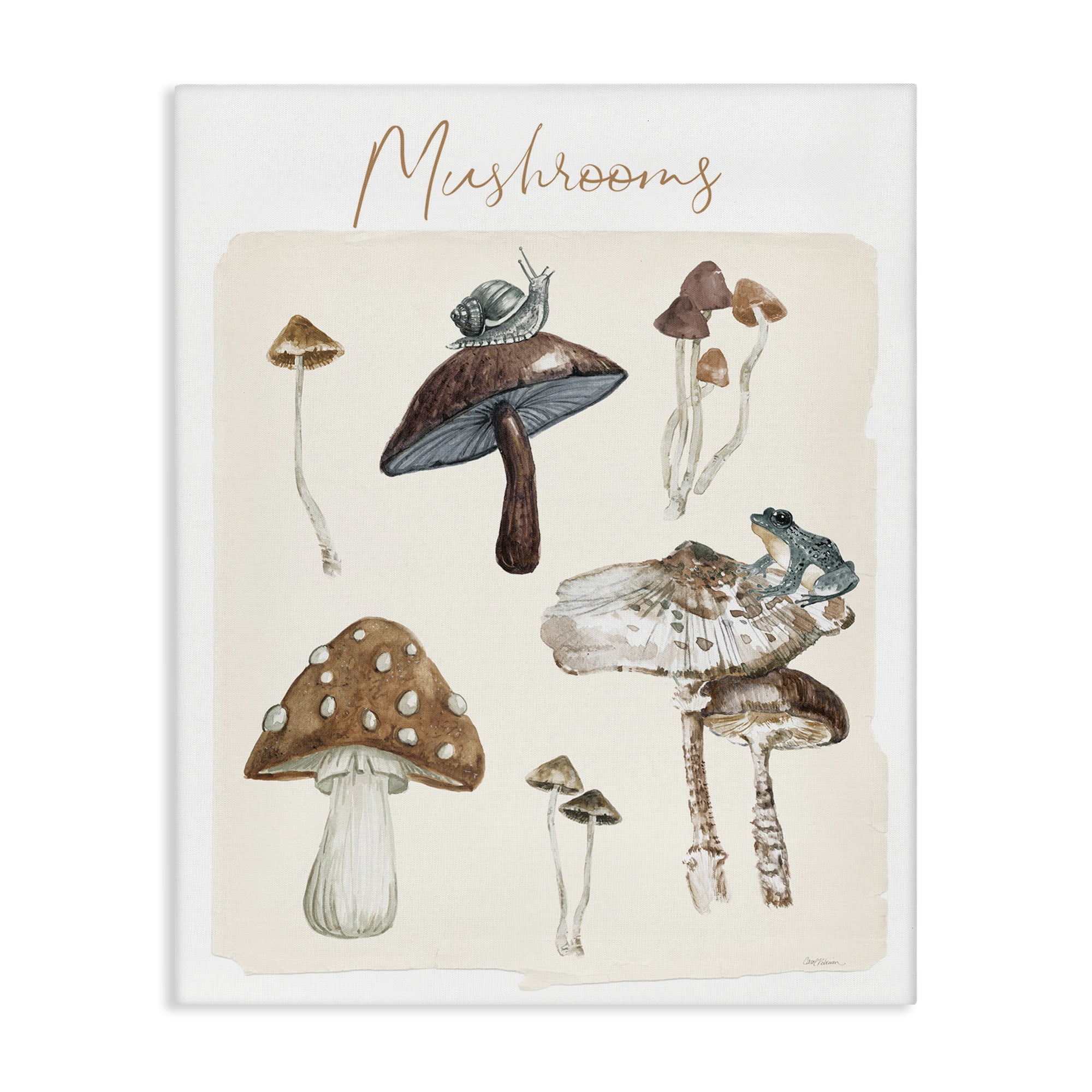 Stupell Industries Assorted Mushrooms Study Botanical & Floral Painting Gallery Wrapped Canvas Art Print Wall Art, 16 x 20