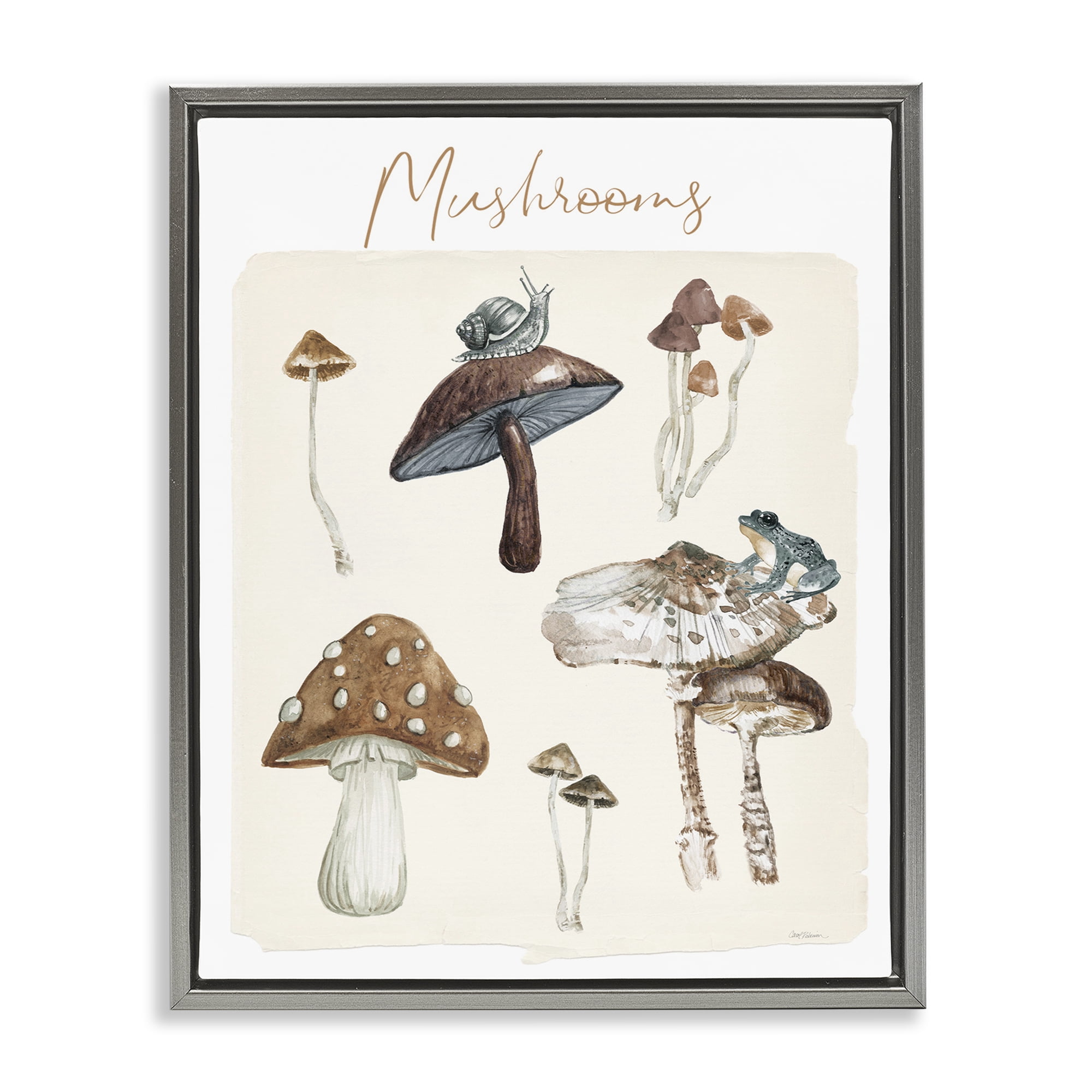 Stupell Industries Assorted Mushrooms Study Botanical & Floral Painting Gray Floater Framed Art Print Wall Art, 17 x 21