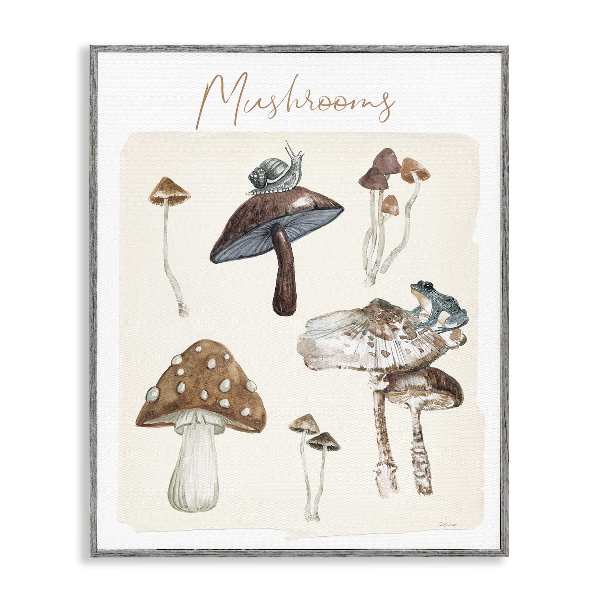 Stupell Industries Assorted Mushrooms Study Botanical & Floral Painting Gray Framed Art Print Wall Art, 24 x 30