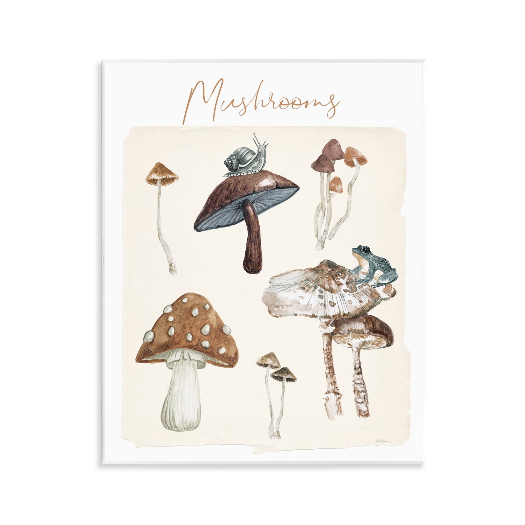 Stupell Industries Assorted Mushrooms Study Botanical & Floral Painting Unframed Art Print Wall Art, 11 x 14
