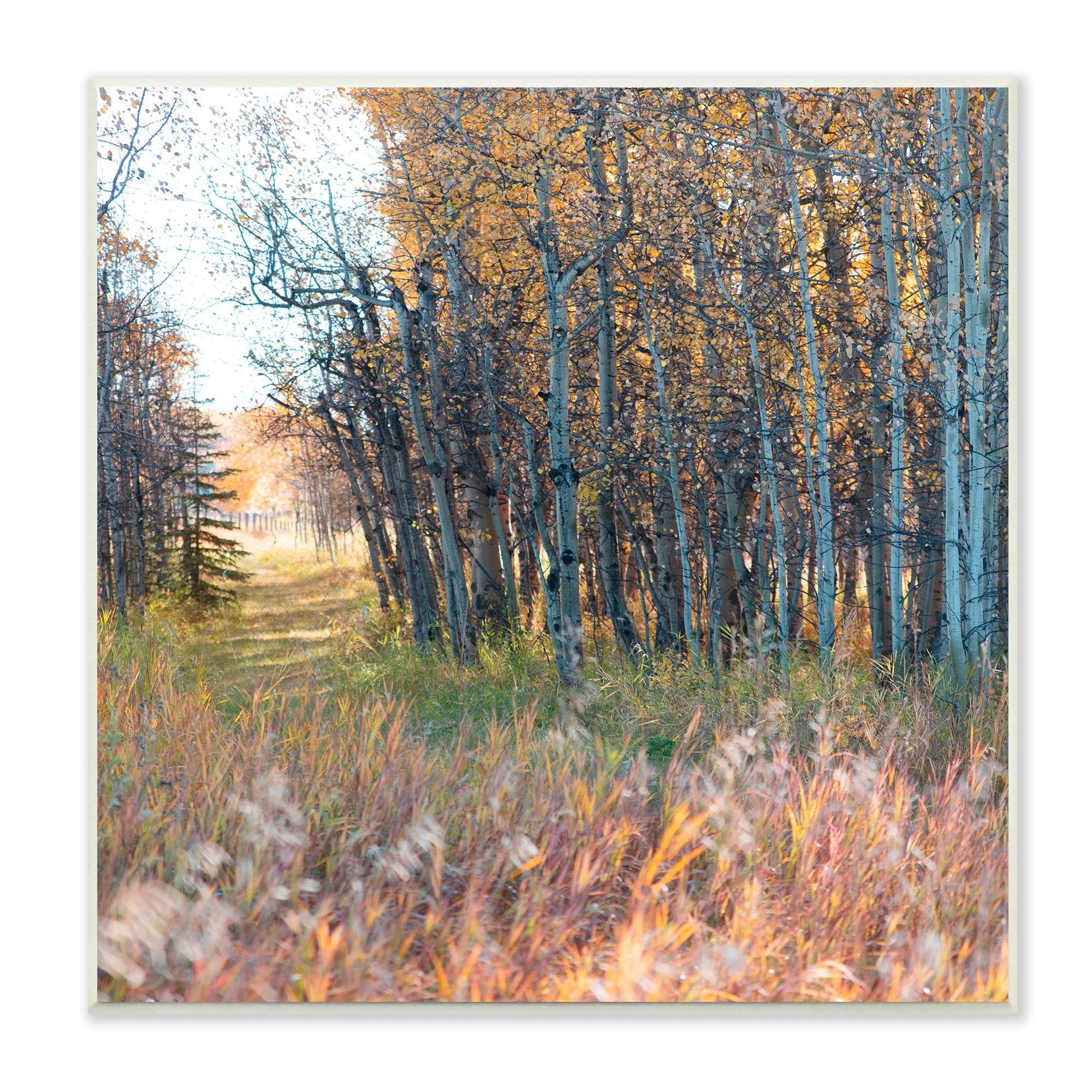 Stupell Industries Autumn Birch Trees Grassy Path Woodlands Photography, 12 x 12, Design by Carol Robinson