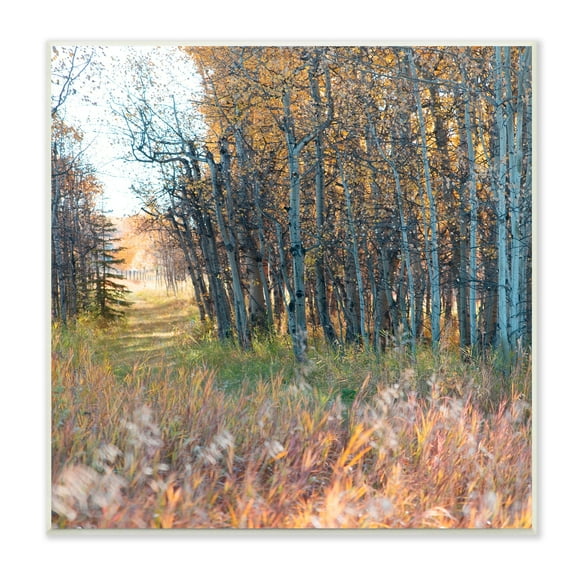 Stupell Industries Autumn Birch Trees Grassy Path Woodlands Photography, 12 x 12, Design by Carol Robinson