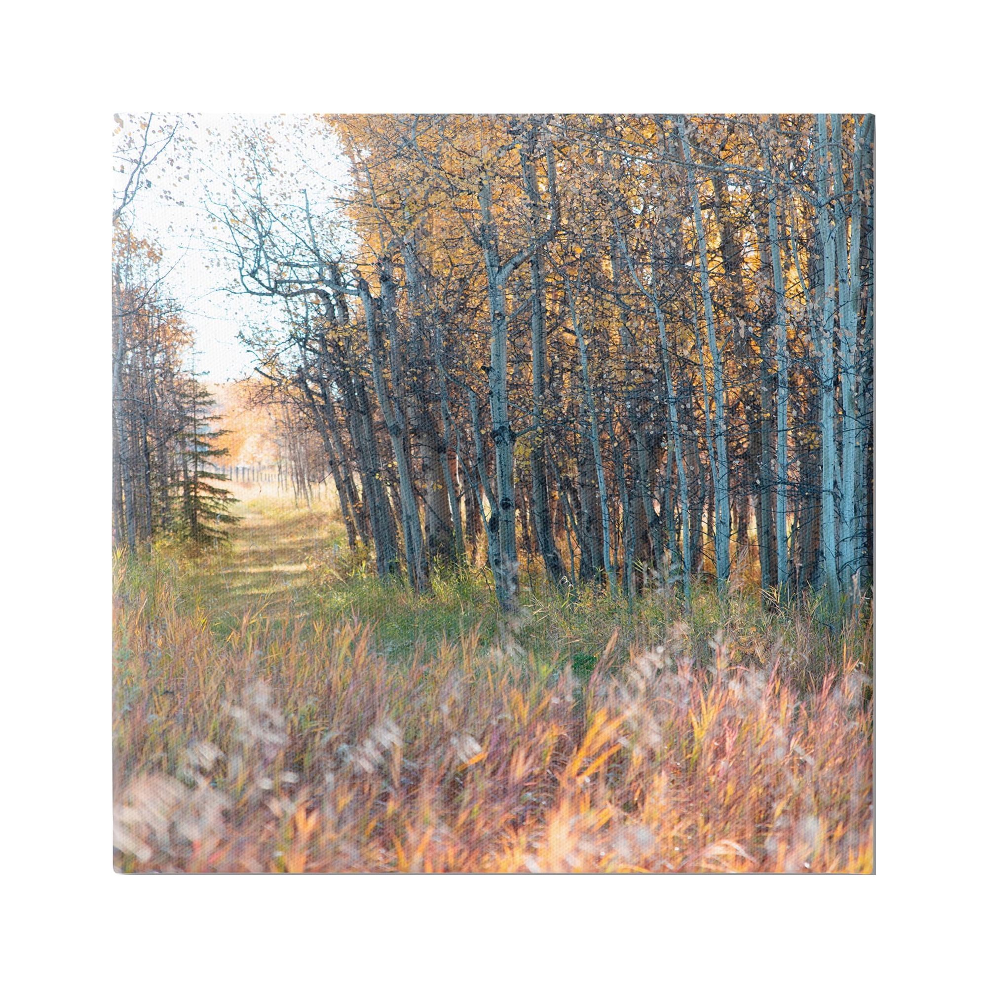 Stupell Industries Autumn Birch Trees Grassy Path Woodlands Photography, 17 x 17, Design by Carol Robinson