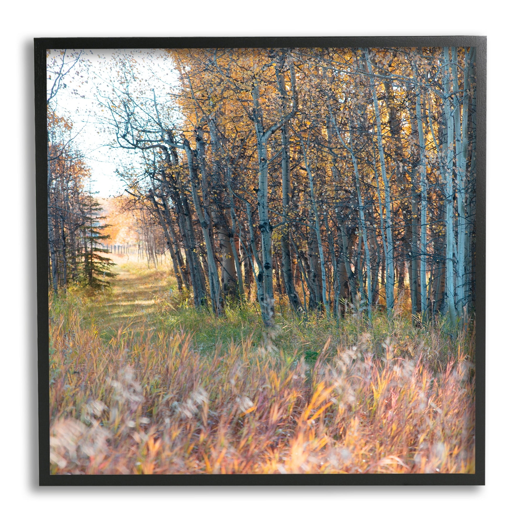 Stupell Industries Autumn Birch Trees Grassy Path Woodlands Photography, 17 x 30, Design by Carol Robinson