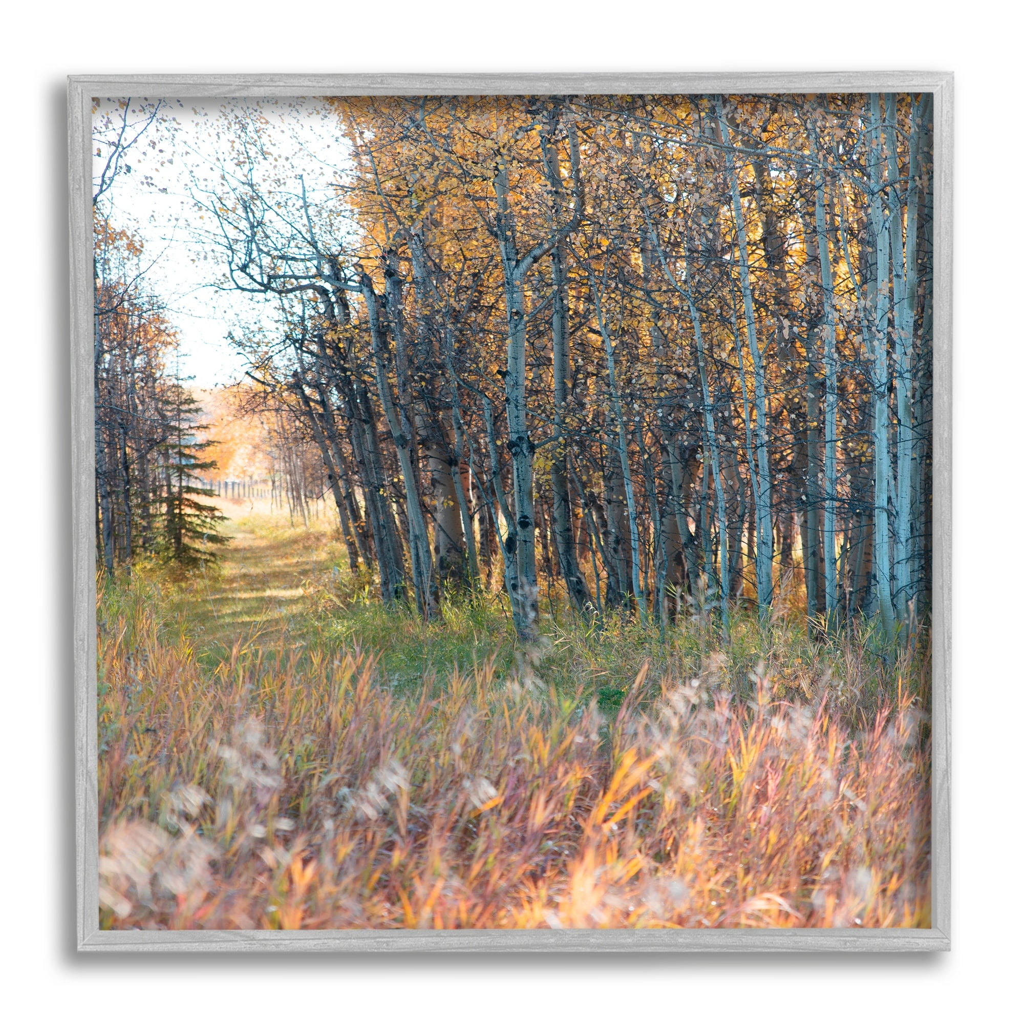 Stupell Industries Autumn Birch Trees Grassy Path Woodlands Photography, 24 x 24, Design by Carol Robinson