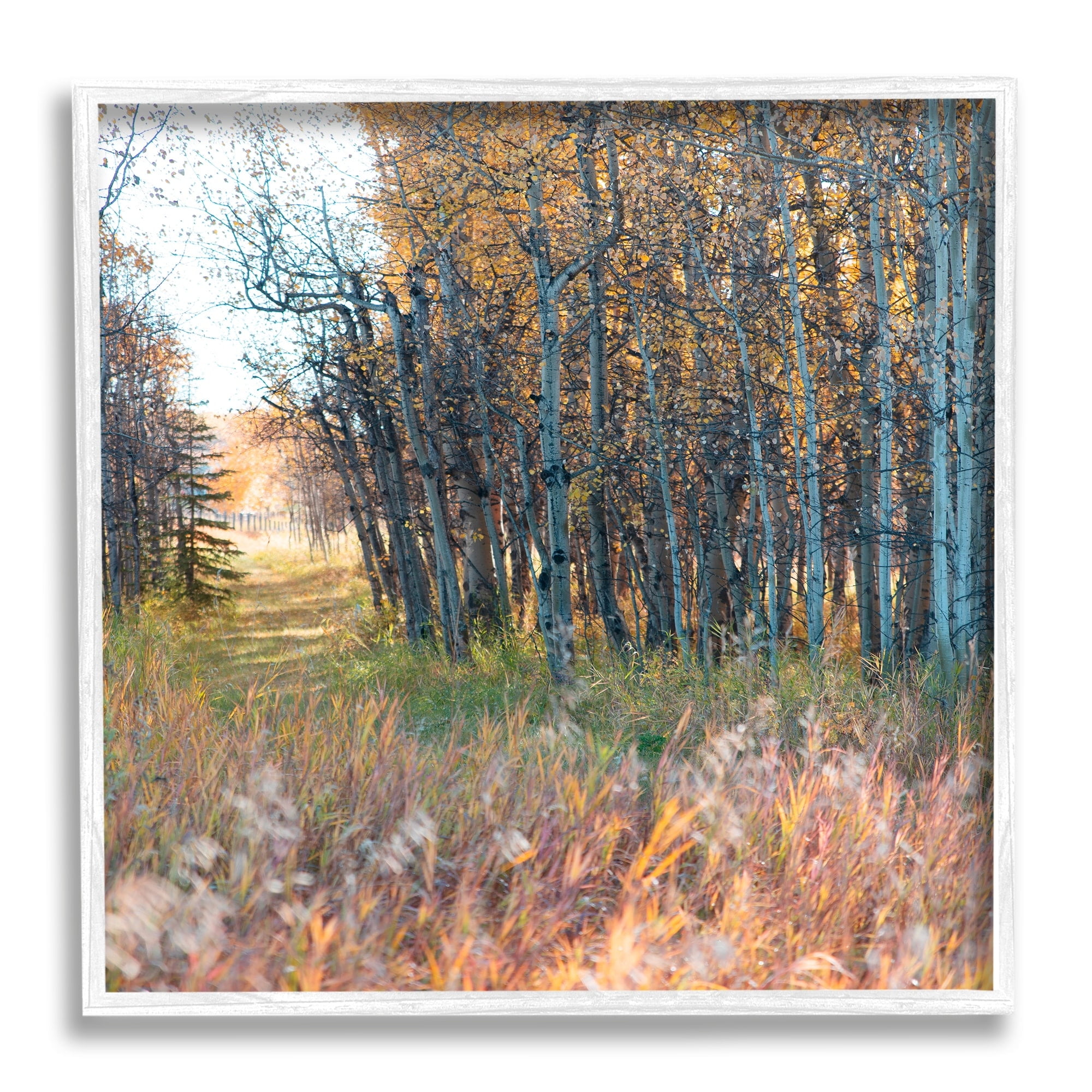 Stupell Industries Autumn Birch Trees Grassy Path Woodlands Photography, 24 x 24, Design by Carol Robinson