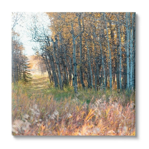 Stupell Industries Autumn Birch Trees Grassy Path Woodlands Photography Cabin Photography Gallery-Wrapped Canvas Print Wall Art, 30 x 30, Design by Carol Robinson