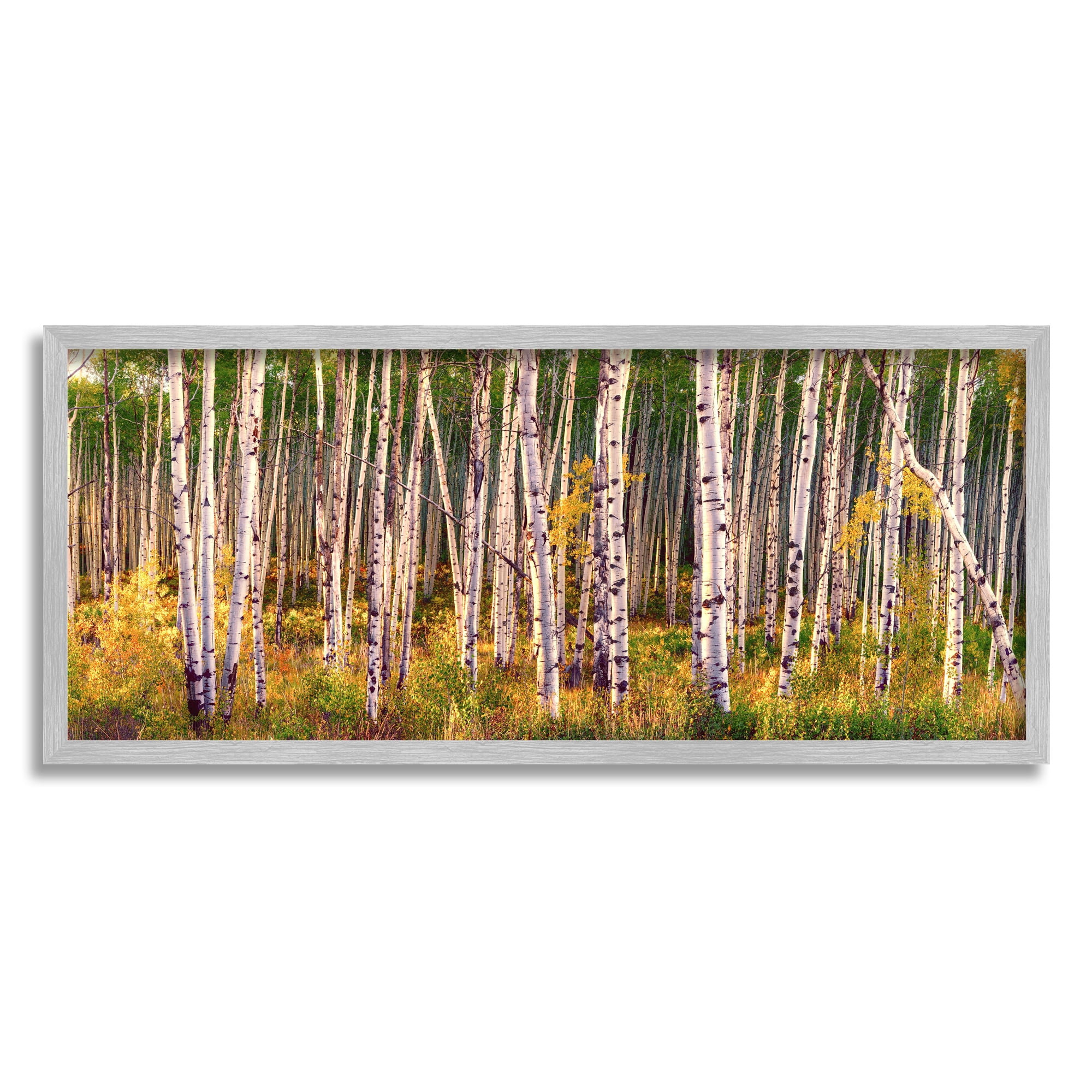 Stupell Industries Autumn Birch Trees Nature Painting Gray Framed Art Print Wall Art, 24 x 10