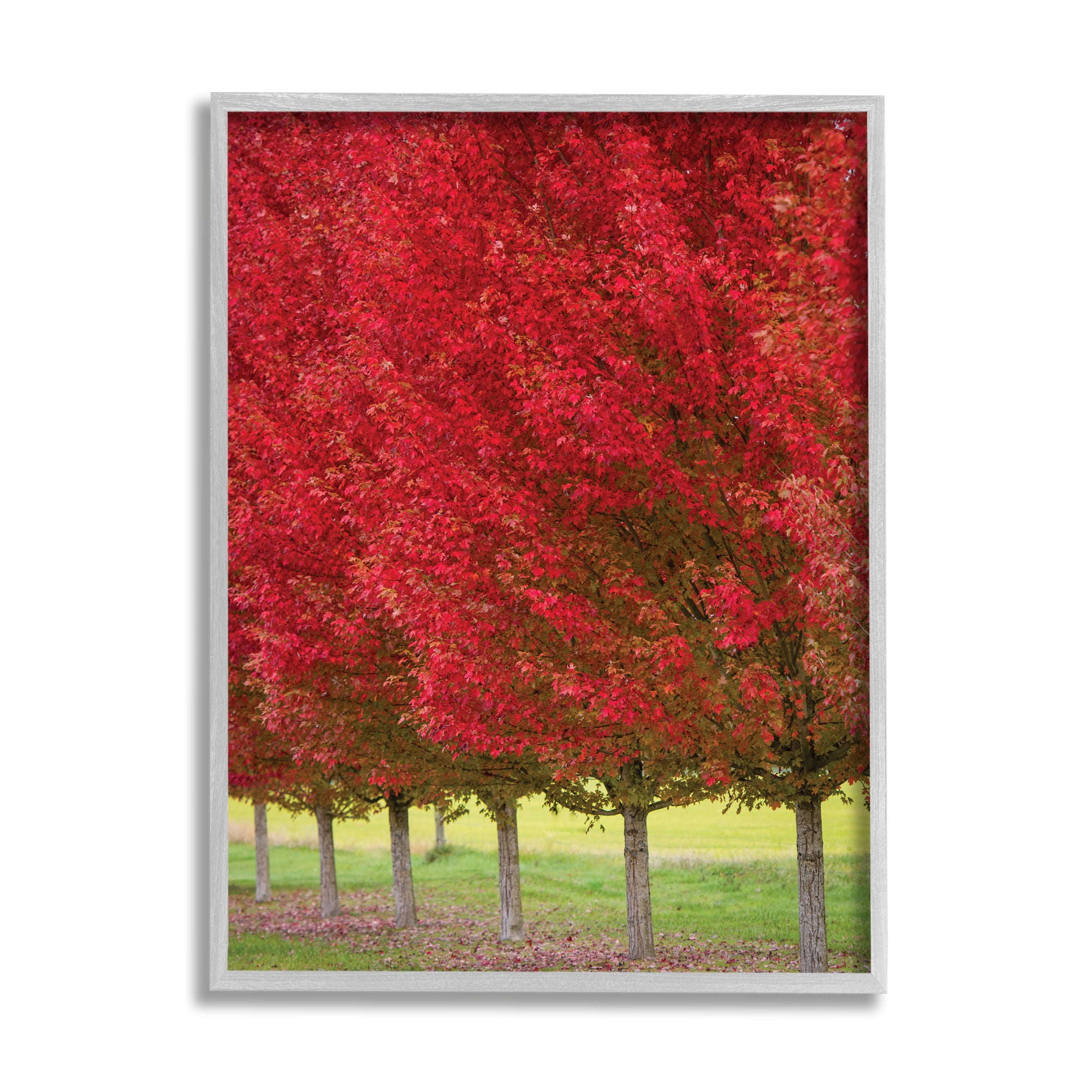 Autumn Foliage Red Leaf Trees Nature Scene Gray Framed Print