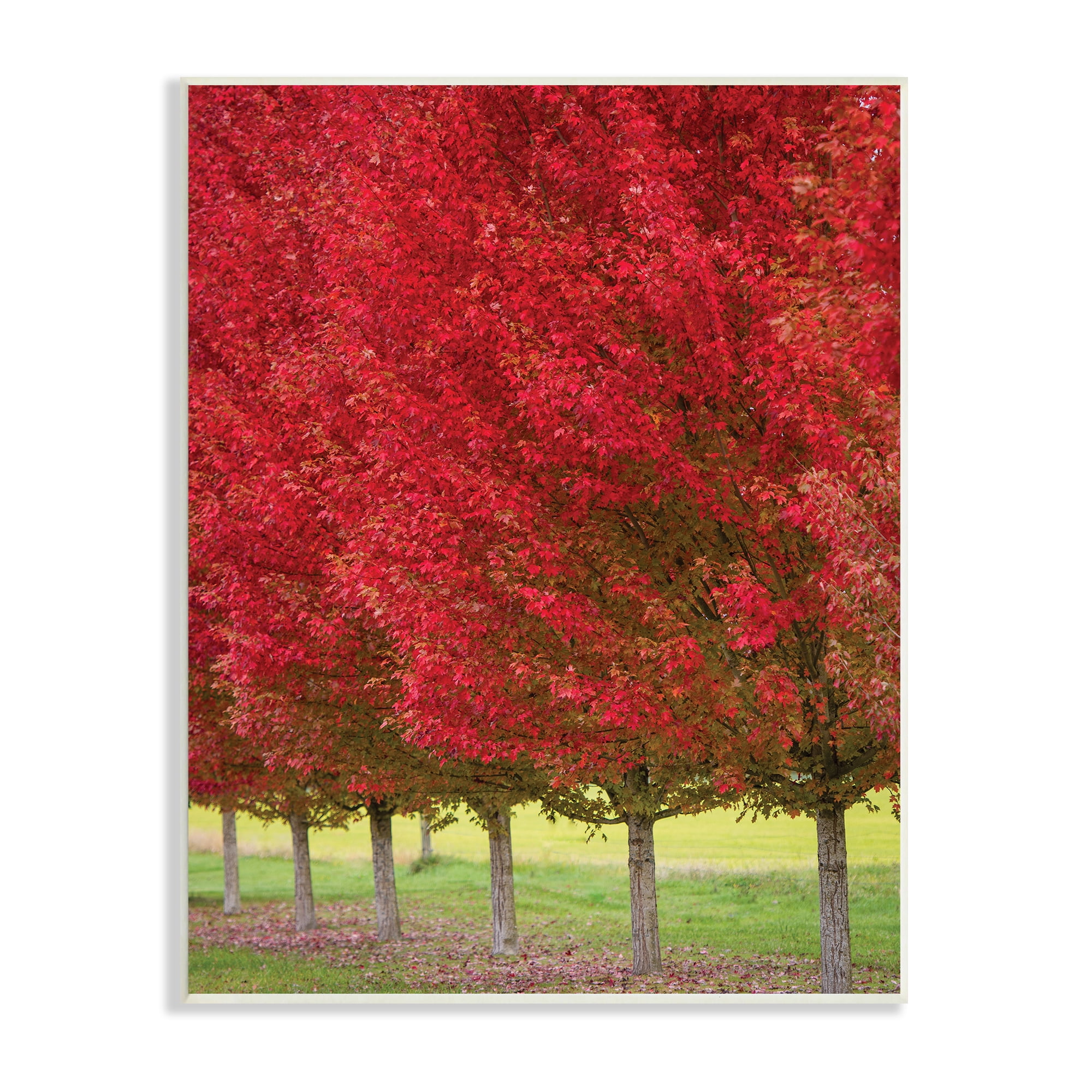 Stupell Industries Autumn Foliage Red Leaf Trees Nature Scene, 13 x 19, Designed by Nancy Crowell